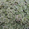 Sedum glaucophyllum