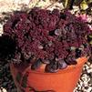 Sedum ussuriense 'Turkish Delight'