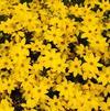 Coreopsis verticillata 'Golden Showers'