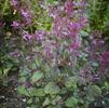 Agastache 'Bolero'