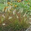 Pennisetum alopecuroides 'Burgundy Bunny'