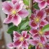 Clematis 'Little Duckling PIILU'