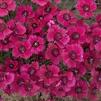 Dianthus 'Ruby Sparkles'
