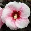 Hibiscus 'Summer Storm SUMMERIFIC'