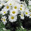 Leucanthemum 'Daisy Duke DAISY MAY'