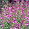 Penstemon x mexicale 'Red Rocks'