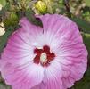 Hibiscus 'Tie Dye'