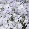 Phlox divaricata 'May Breeze'