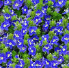 Veronica 'Tital Pool'