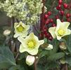 Helleborus 'Cinnamon Snow'