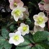Helleborus 'Moonlit Marble'
