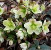 Helleborus 'Silvermoon'