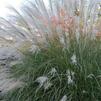 Miscanthus sinensis 'Yaku Jima'