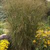 Panicum virgatum 'Bad Lands'