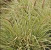 Pennisetum alopecuroides 'Sky Rocket'