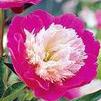 Paeonia lactiflora 'Sea Shell'