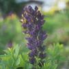 Baptisia 'Dutch Chocolate DECADENCE'