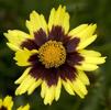 Coreopsis 'Cosmic Eye'