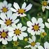 Coreopsis 'Star Cluster'