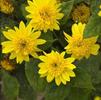 Helianthus 'Happy Days'