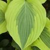 Hosta 'Goodness Gracious'