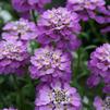 Iberis 'Absolutely Amethyst'