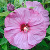 Hibiscus 'Berrylicious SUMMERIFIC'