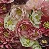 Helleborus 'Marti Gras Double Mix'