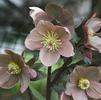 Helleborus 'Pink Frost'