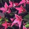 Clematis 'Princess Diana'