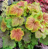 Heuchera 'Delta Dawn'