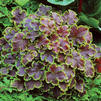 Heucherella 'Solar Eclipse'