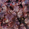 Heuchera 'Creole Nights'