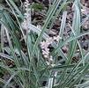 Liriope spicata 'Silver Dragon'