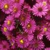 Aster (syn Symphyotrichum) dumosus 'Alert'