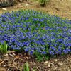 Veronica 'Tidal Pool'