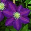 Clematis 'The Vagabond'