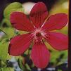 Clematis 'Allanah'