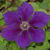 Clematis 'Gypsy Queen'