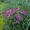 Echinacea 'Butterfly Kisses'