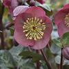 Helleborus 'Penny's Pink'