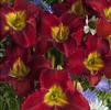 Hemerocallis 'Bill Fall'