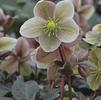 Helleborus ericsmithii 'Winter Sunshine'