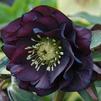 Helleborus 'Midnight ruffles'