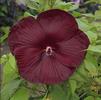 Hibiscus 'Heartthrob'