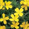 Oenothera 'Lemon Drop'