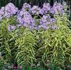 Phlox paniculata 'Shockwave'
