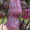 Aquilegia vulgaris 'Dorothy Rose'