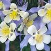 Aquilegia caerulea 'Origami Blue & White'
