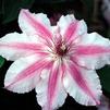 Clematis 'Charissima'